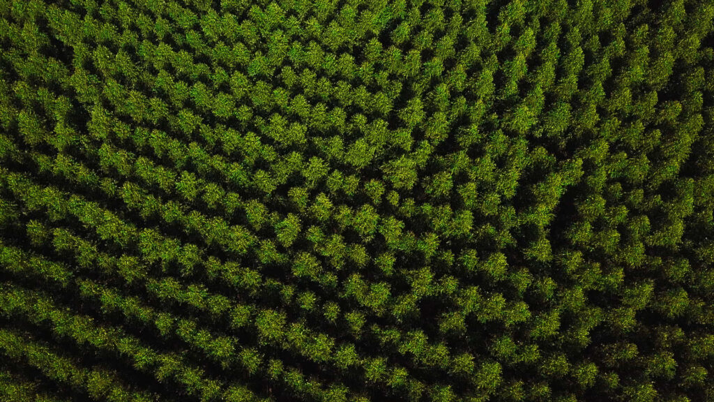 Área Florestal da Gerdau.